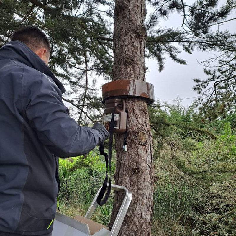 Traitement contre les chenilles processionnaires à Avranches près de Granville